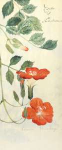Flora Japonica, Kyōto, vers 1780
