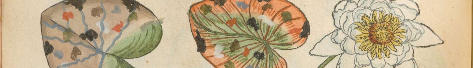 Evènement Un herbier-monde